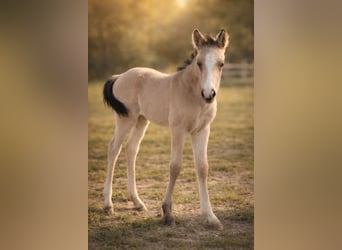 Petit cheval de selle allemand, Étalon, Poulain (04/2026), 165 cm, Buckskin
