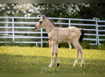 Petit cheval de selle allemand, Étalon, Poulain (04/2026), 165 cm, Buckskin