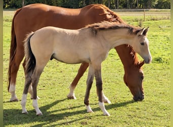 Petit cheval de selle allemand, Étalon, Poulain (05/2026), Buckskin
