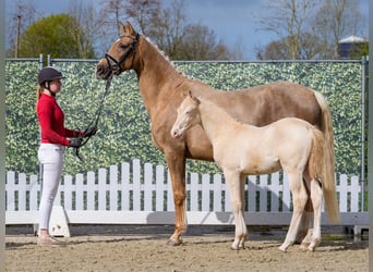 Petit cheval de selle allemand, Étalon, Poulain (01/2026), Perlino