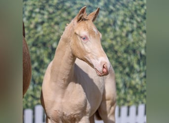 Petit cheval de selle allemand, Étalon, Poulain (01/2026), Perlino
