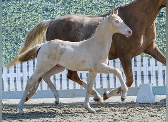 Petit cheval de selle allemand, Étalon, Poulain (01/2026), Perlino