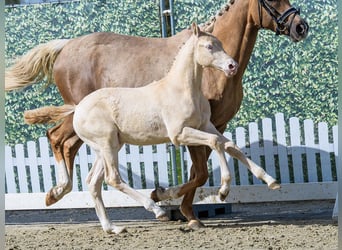 Petit cheval de selle allemand, Étalon, Poulain (01/2026), Perlino