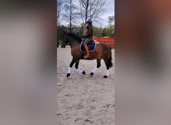 Petit cheval de selle allemand Croisé, Hongre, 13 Ans, 152 cm, Bai