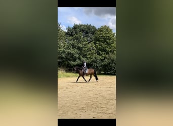 Petit cheval de selle allemand Croisé, Hongre, 13 Ans, 152 cm, Bai
