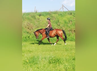 Petit cheval de selle allemand, Hongre, 14 Ans, 160 cm, Bai