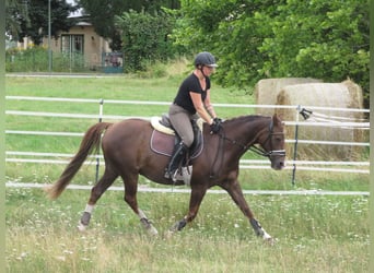 Petit cheval de selle allemand, Hongre, 18 Ans, 148 cm, Alezan brûlé