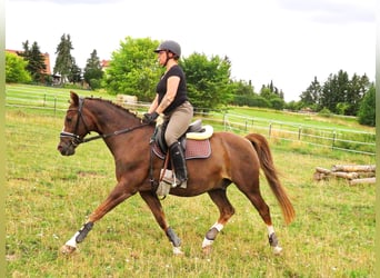 Petit cheval de selle allemand, Hongre, 18 Ans, 148 cm, Alezan brûlé