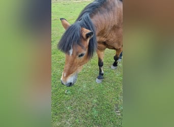 Petit cheval de selle allemand, Hongre, 24 Ans, 125 cm, Bai