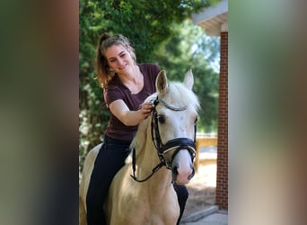 Petit cheval de selle allemand, Hongre, 4 Ans, 140 cm, Palomino