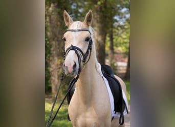 Petit cheval de selle allemand, Hongre, 4 Ans, 147 cm, Palomino