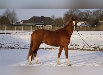 Petit cheval de selle allemand, Hongre, 4 Ans, 158 cm, Alezan