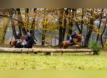 Petit cheval de selle allemand Croisé, Hongre, 6 Ans, 153 cm, Alezan