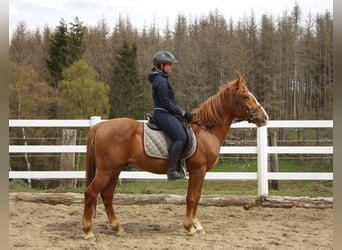 Petit cheval de selle allemand Croisé, Hongre, 6 Ans, 153 cm, Alezan