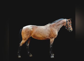 Petit cheval de selle allemand, Hongre, 7 Ans, 140 cm, Rouan Rouge