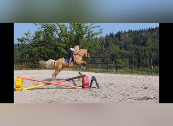 Petit cheval de selle allemand, Hongre, 7 Ans, 154 cm, Palomino