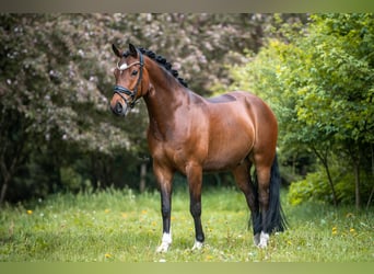 Petit cheval de selle allemand, Hongre, 7 Ans, 156 cm, Bai