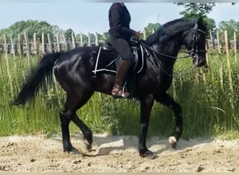 Petit cheval de selle allemand, Hongre, 9 Ans, 162 cm, Noir