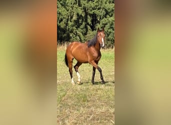 Petit cheval de selle allemand, Jument, 16 Ans, 163 cm, Bai brun