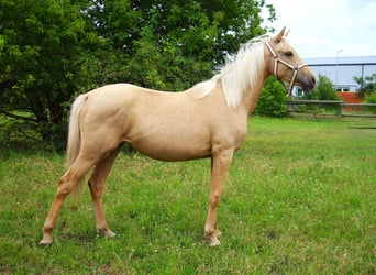 Petit cheval de selle allemand, Jument, 1 Année, 152 cm, Palomino