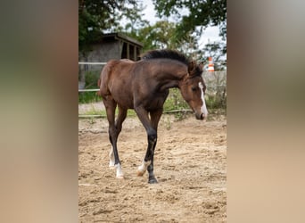 Petit cheval de selle allemand, Jument, 1 Année, Bai brun