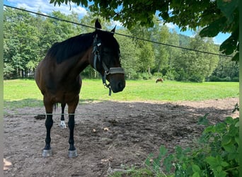 Petit cheval de selle allemand, Jument, 25 Ans, 153 cm, Bai