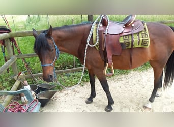 Petit cheval de selle allemand, Jument, 25 Ans, 153 cm, Bai