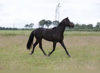 Petit cheval de selle allemand, Jument, 2 Ans, 160 cm, Bai