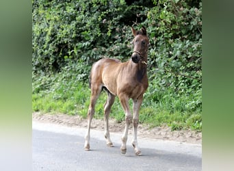 Petit cheval de selle allemand, Jument, 2 Ans, 160 cm, Bai