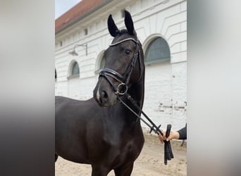 Petit cheval de selle allemand, Jument, 4 Ans, 160 cm, Noir