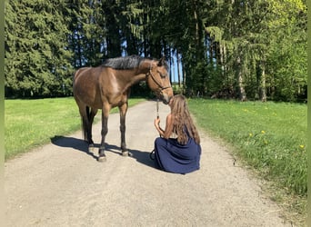 Petit cheval de selle allemand, Jument, 5 Ans, 145 cm, Bai