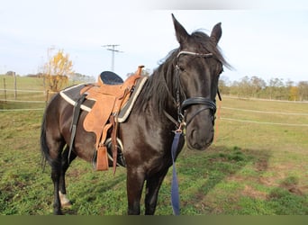 Petit cheval de selle allemand Croisé, Jument, 5 Ans, 155 cm, Noir