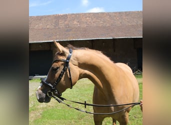 Petit cheval de selle allemand, Jument, 5 Ans, 157 cm, Alezan