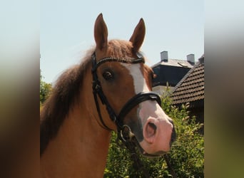 Petit cheval de selle allemand, Jument, 5 Ans, 157 cm, Alezan