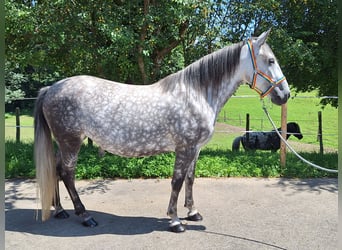 Petit cheval de selle allemand Croisé, Jument, 6 Ans, 150 cm, Gris pommelé