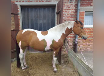 Petit cheval de selle allemand, Jument, 7 Ans, 157 cm, Pinto