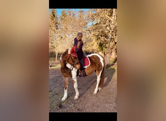 Petit cheval de selle allemand, Jument, 9 Ans, 144 cm, Pinto