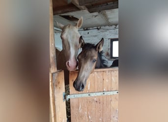 Petit cheval de selle allemand, Jument, Poulain (04/2025), 136 cm, Buckskin