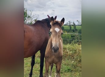 Petit cheval de selle allemand, Jument, Poulain (05/2024), 158 cm, Buckskin