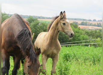 Petit cheval de selle allemand, Jument, Poulain (05/2024), 158 cm, Buckskin