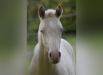 Petit cheval de selle allemand, Jument, Poulain (05/2023), 158 cm, Cremello