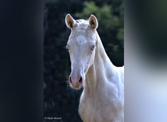 Petit cheval de selle allemand, Jument, Poulain (05/2023), 158 cm, Cremello