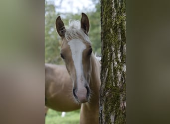 Petit cheval de selle allemand, Jument, Poulain (06/2023), 158 cm, Palomino