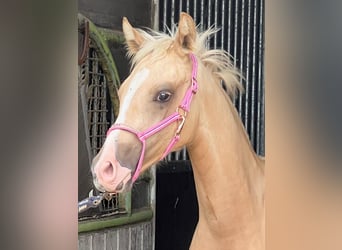 Petit cheval de selle allemand, Jument, Poulain (02/2025), 158 cm, Palomino