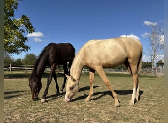 Petit cheval de selle allemand, Jument, Poulain (02/2025), 159 cm, Palomino