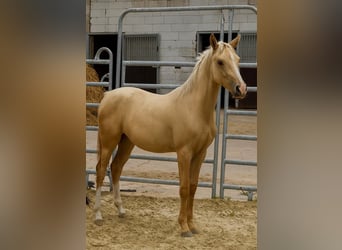 Petit cheval de selle allemand, Jument, Poulain (02/2025), 159 cm, Palomino