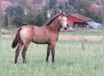 Petit cheval de selle allemand, Jument, Poulain (05/2024), 160 cm, Buckskin