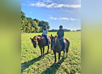 Pferd  gesucht ❤️