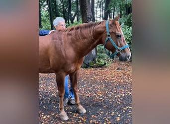 Pferd zum Mitreiten gesucht