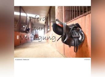 Pferd zur Verfügung gesucht – Raum Esslingen und Umgebung